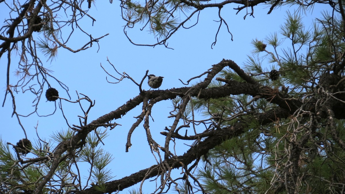 Mexican Chickadee - ML640675323