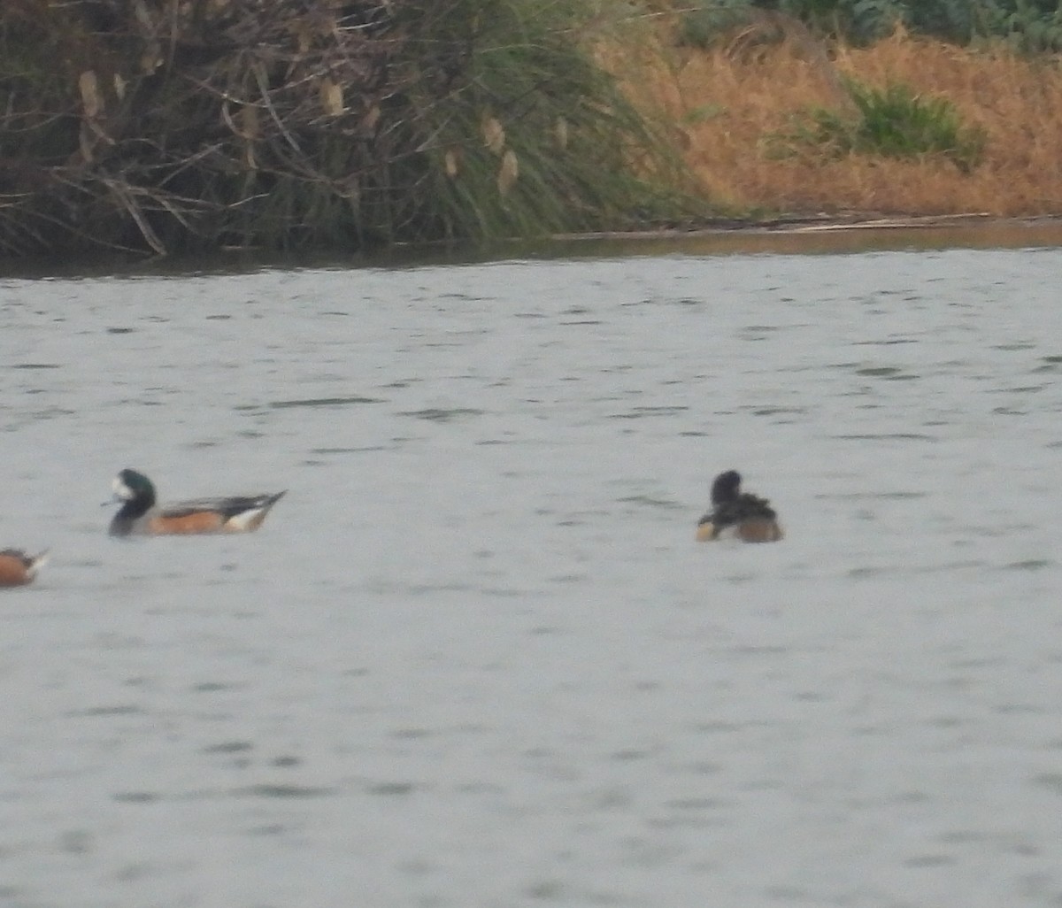 Chiloe Wigeon - ML640675363