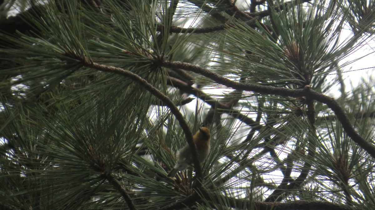 Olive Warbler - ML640675384