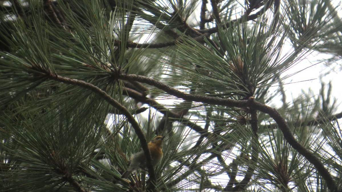 Olive Warbler - ML640675393