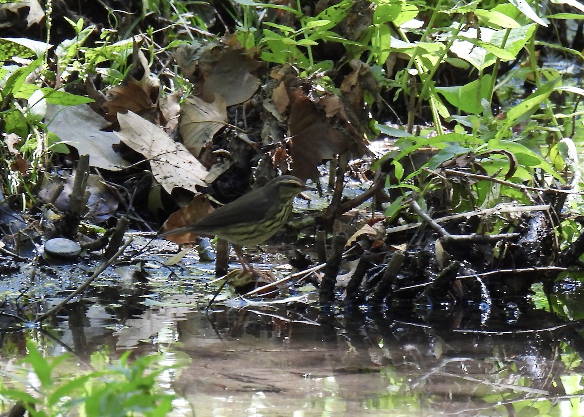 Northern Waterthrush - ML640675394