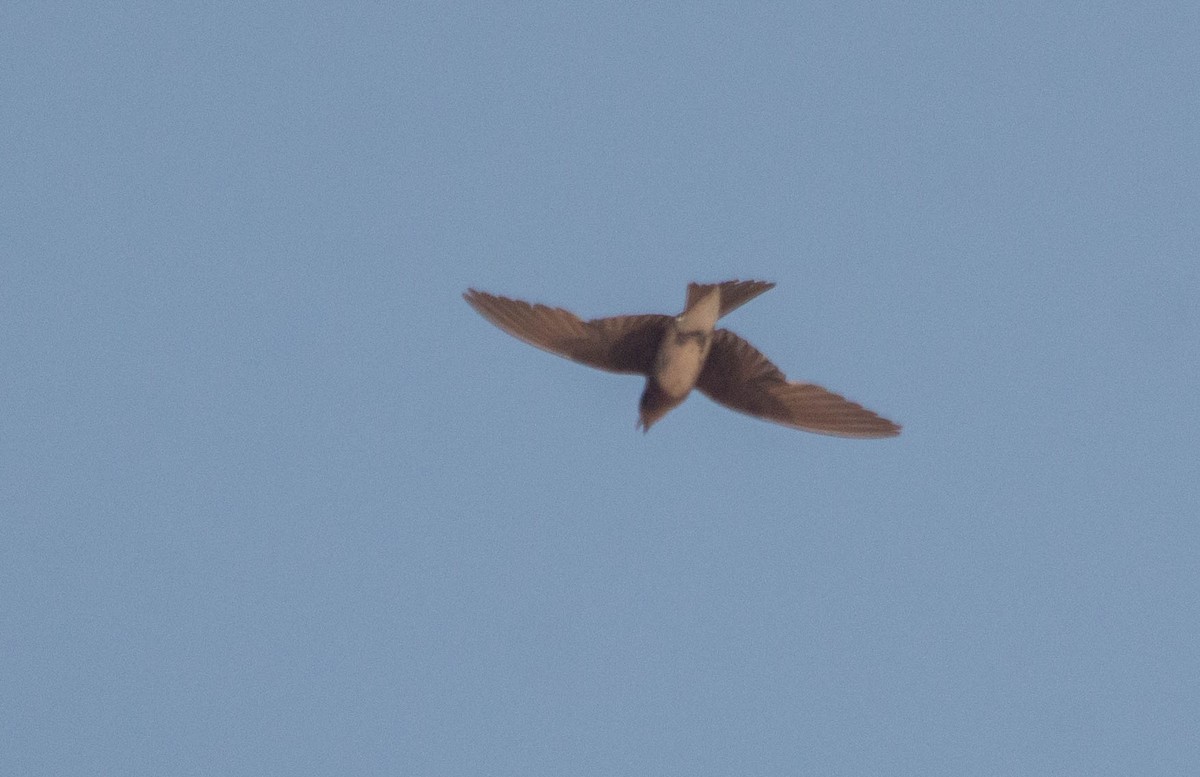 Cuban Martin - ML640675424