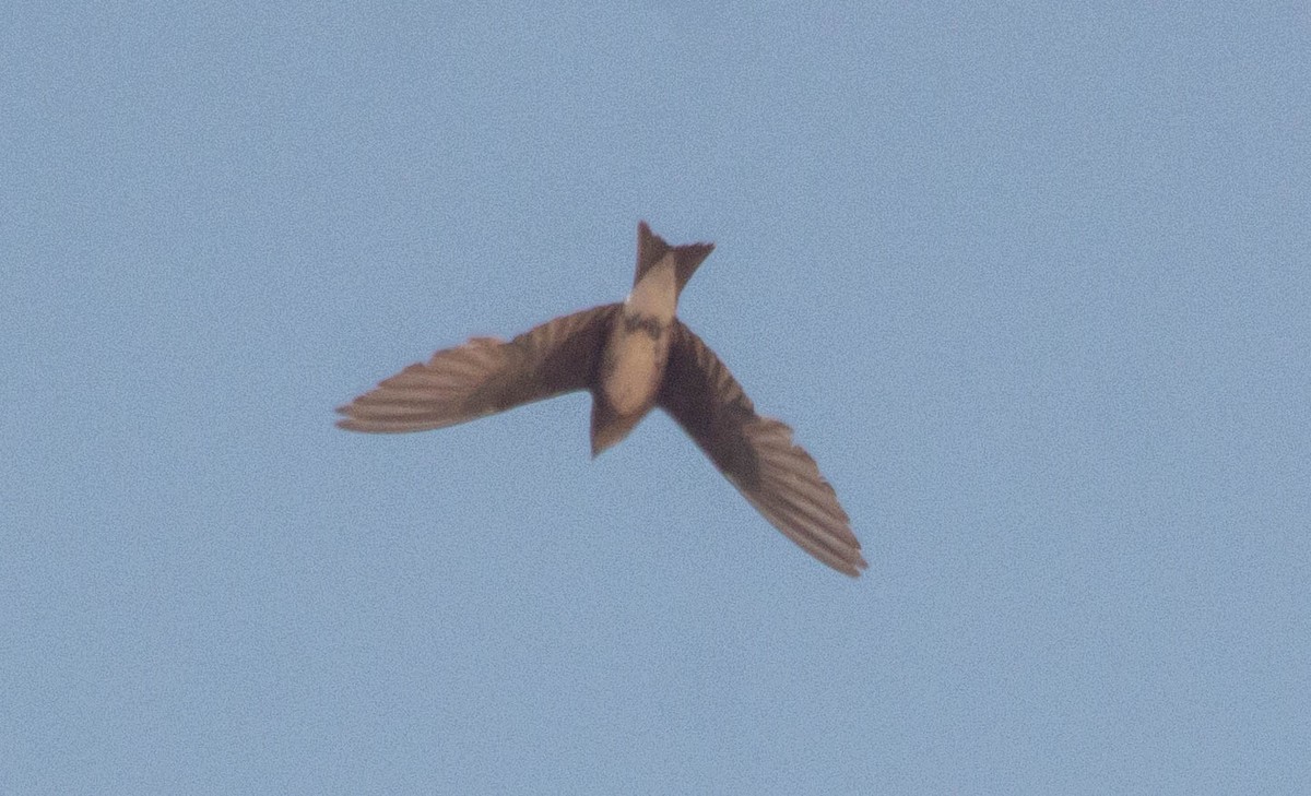 Cuban Martin - ML640675425