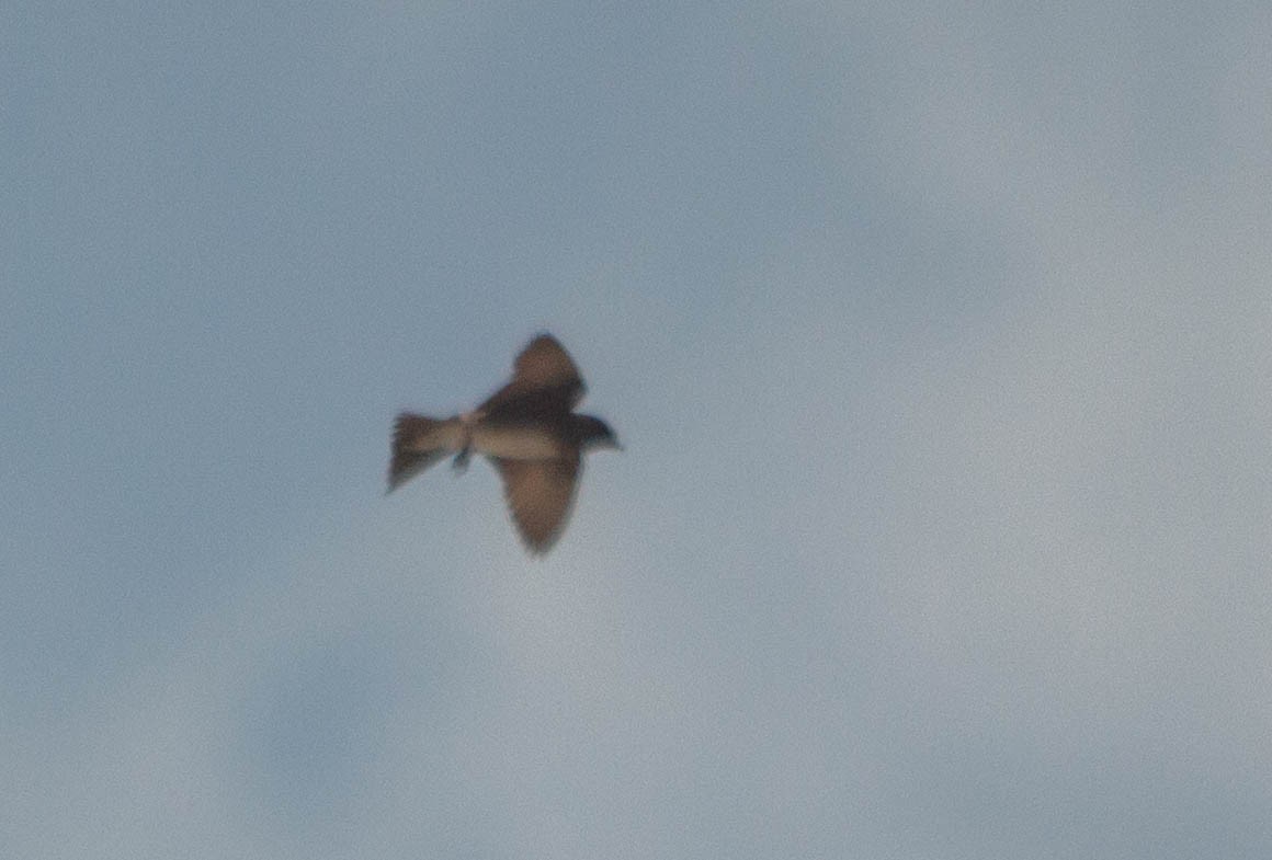 Cuban Martin - ML640675426