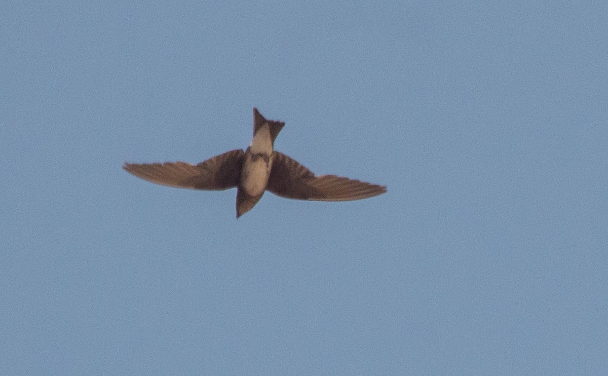 Cuban Martin - ML640675427