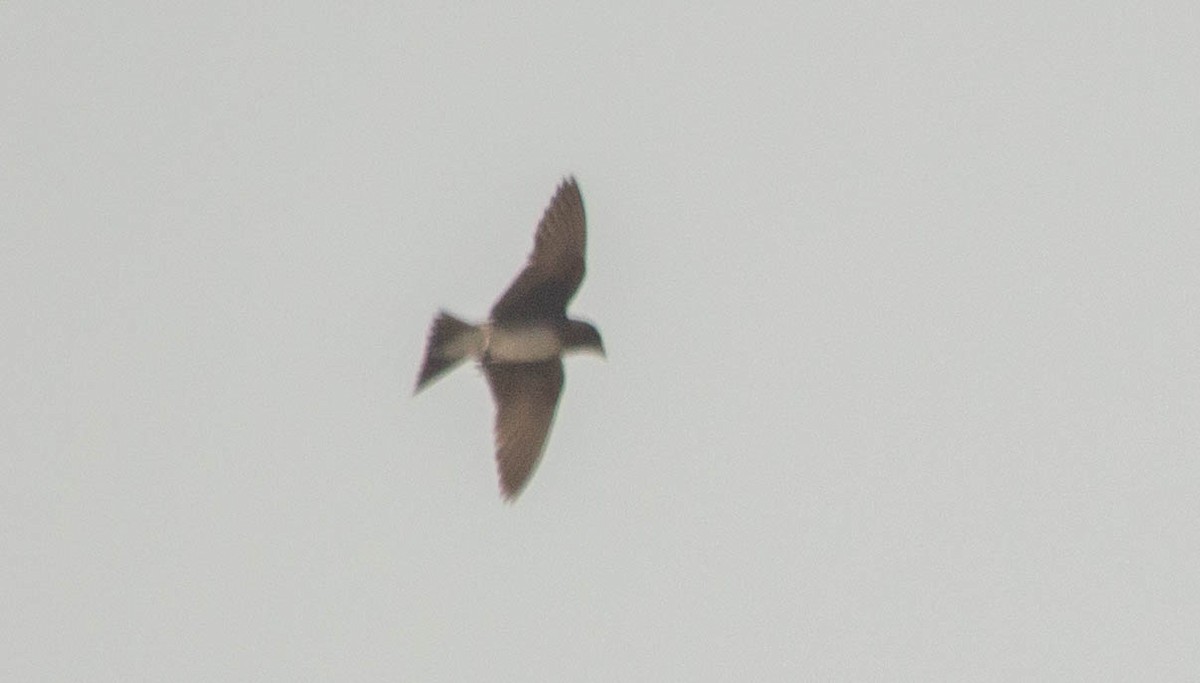 Cuban Martin - ML640675428