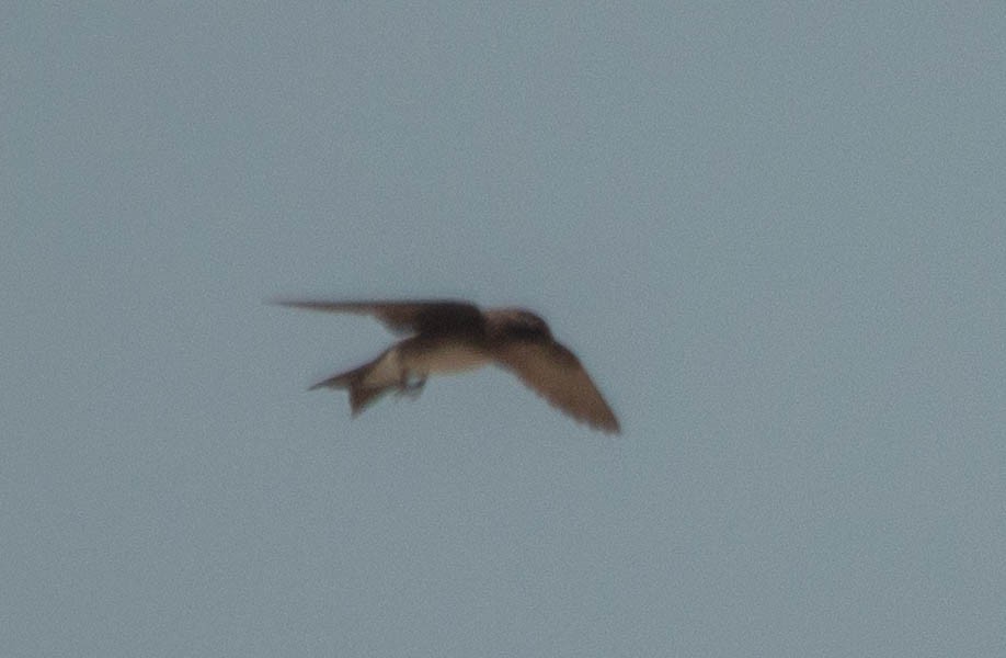 Cuban Martin - ML640675429