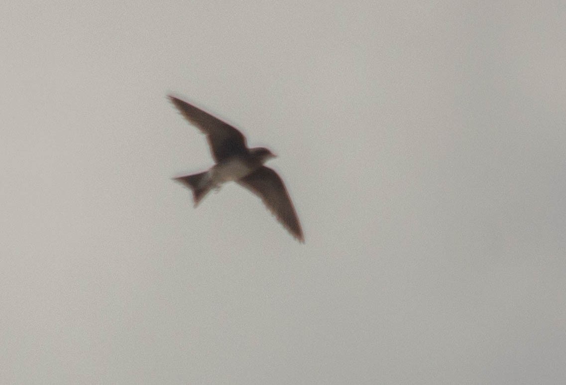 Cuban Martin - ML640675430