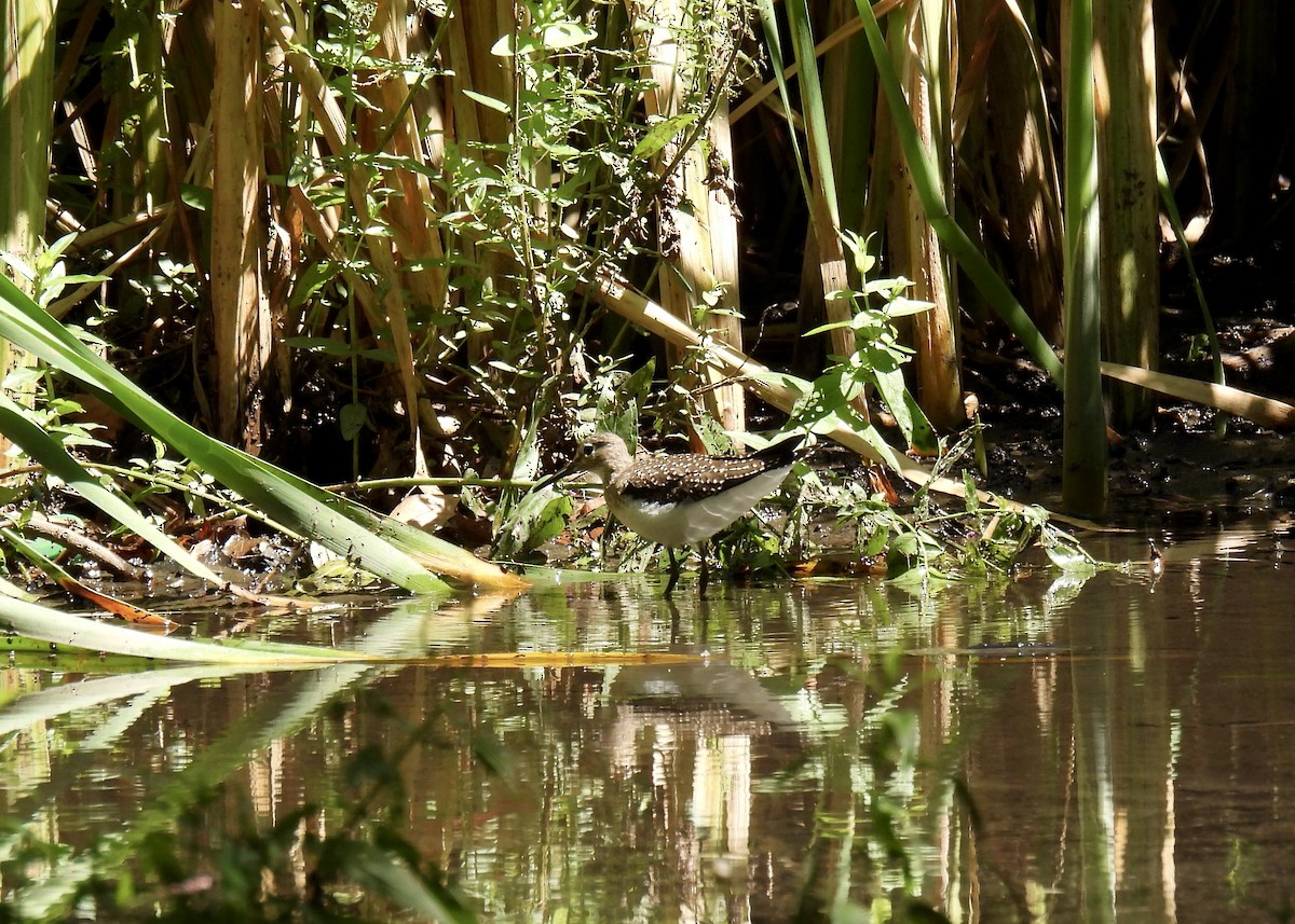 Solitary Sandpiper - ML640675456