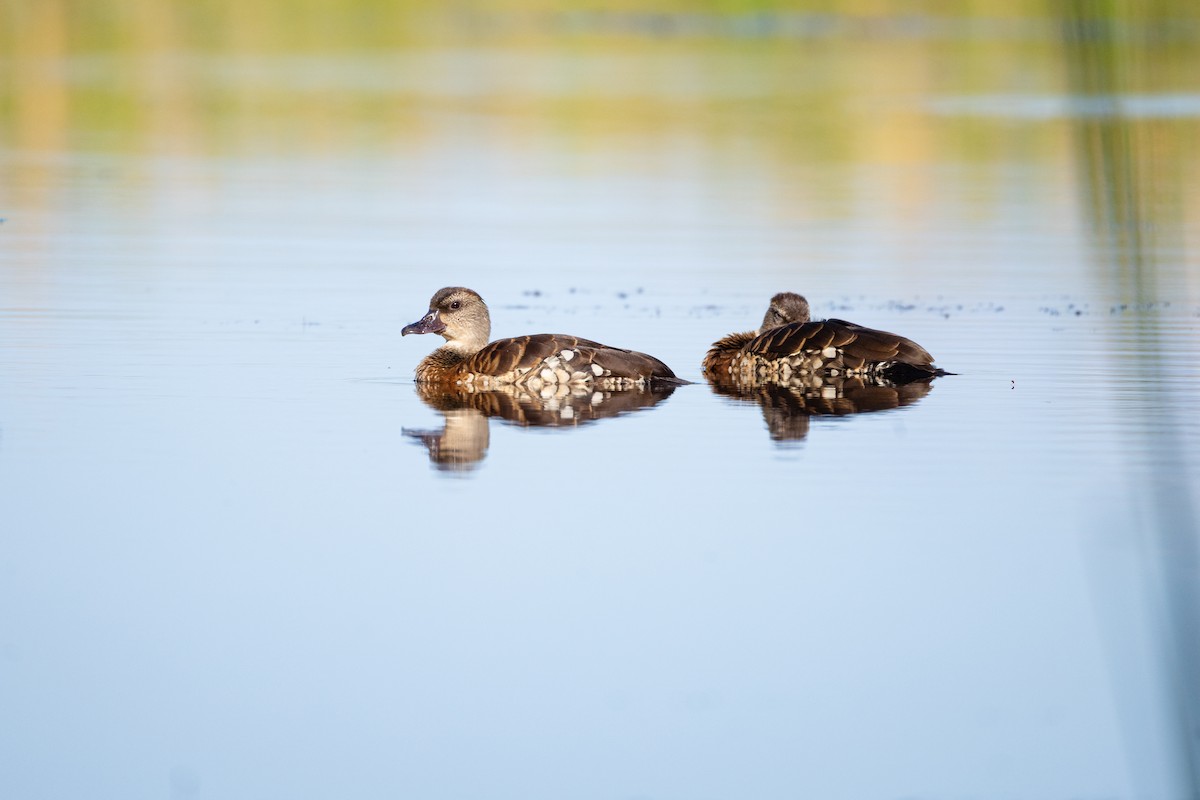 Spotted Whistling-Duck - ML640675493