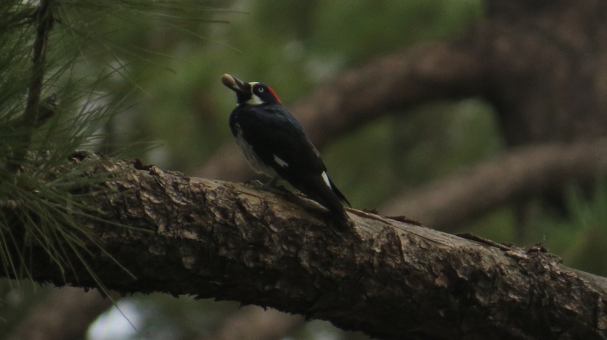 Acorn Woodpecker (Acorn) - ML640675501