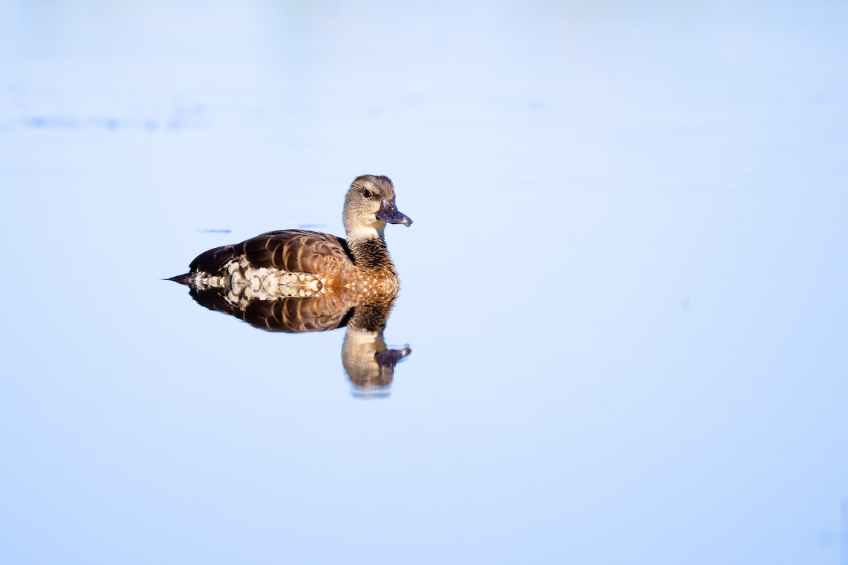 Spotted Whistling-Duck - ML640675515