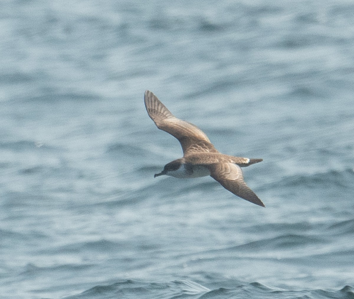 Great Shearwater - ML640675519