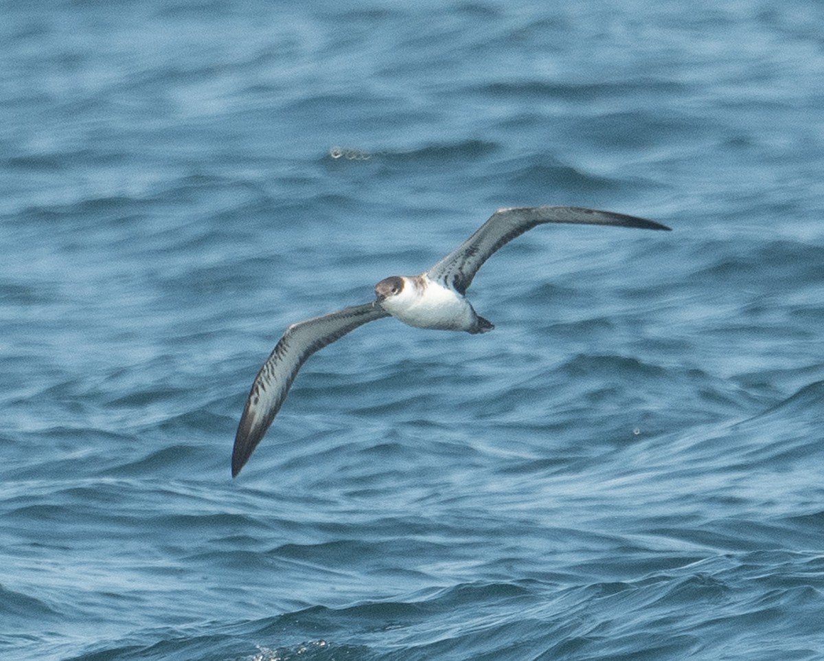 Great Shearwater - ML640675521