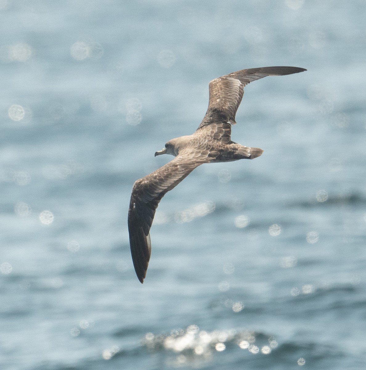 Cory's Shearwater - ML640675522