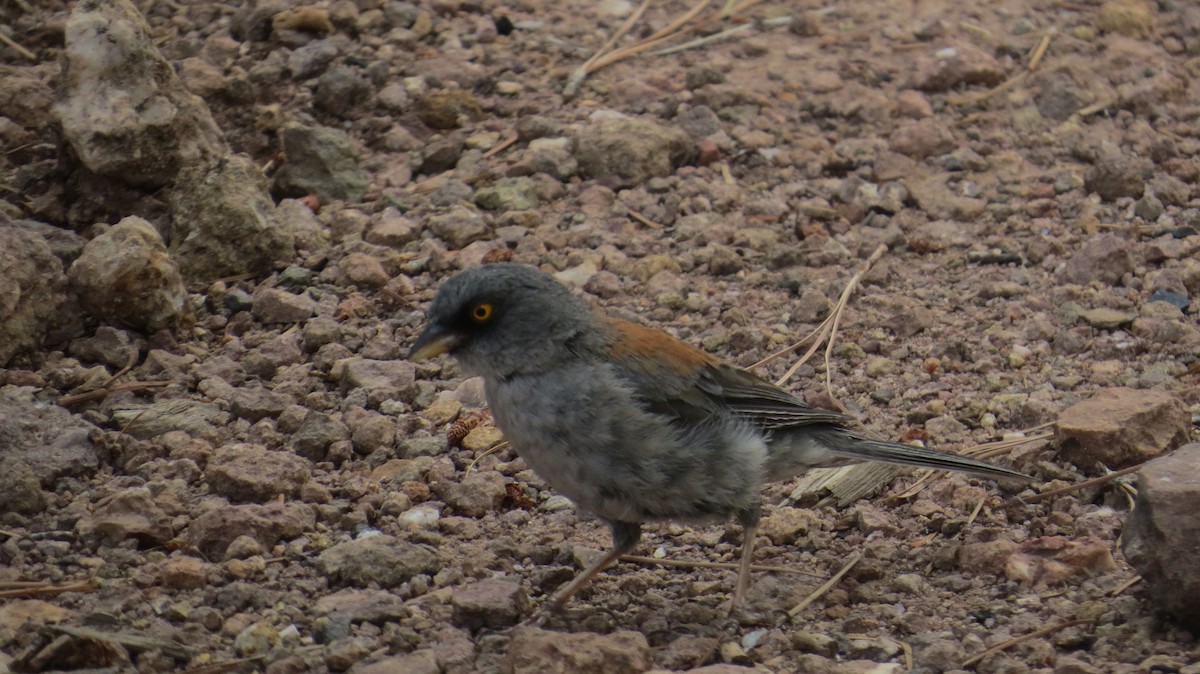 Yellow-eyed Junco - ML640675533