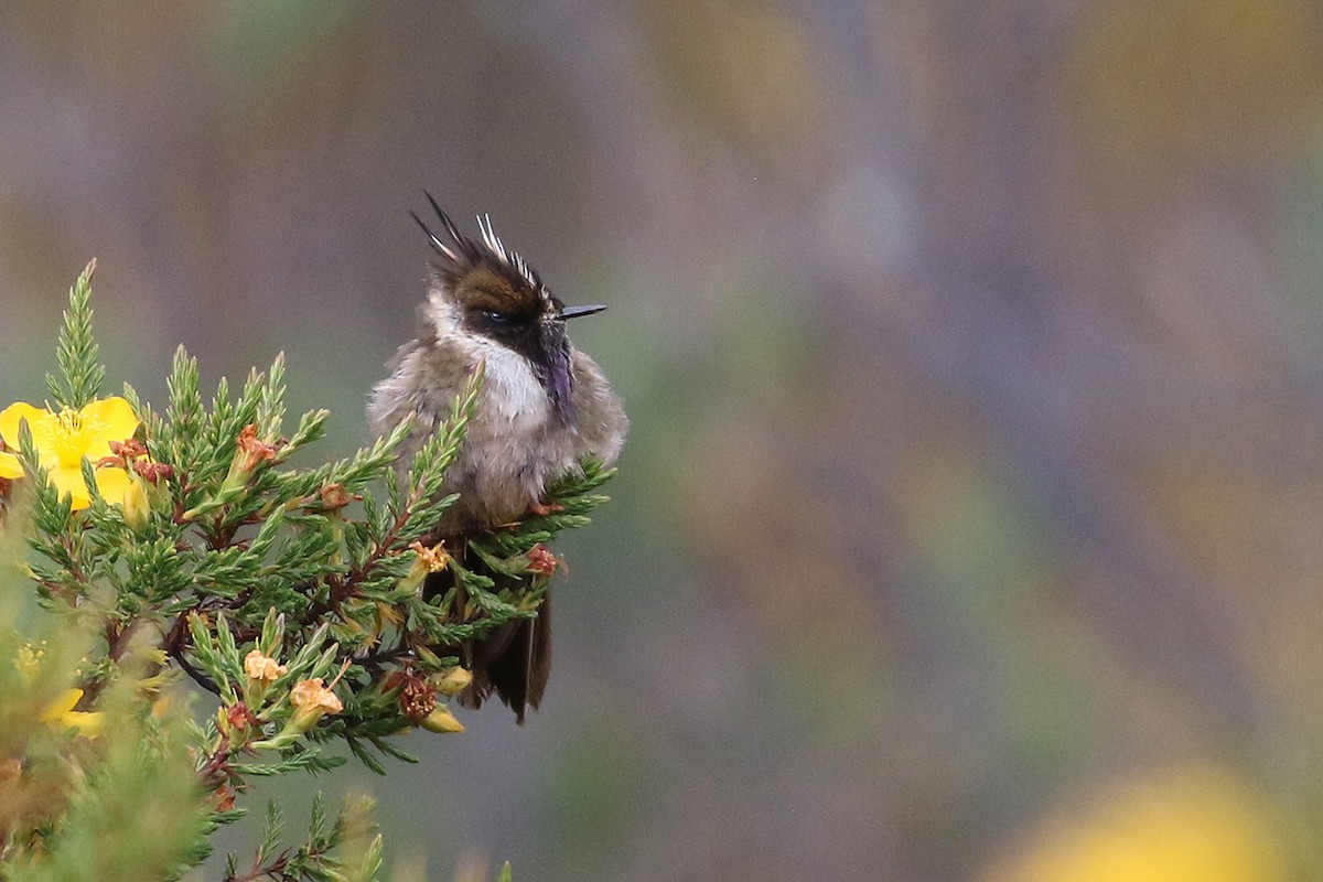 okerhjelmkolibri - ML640675537