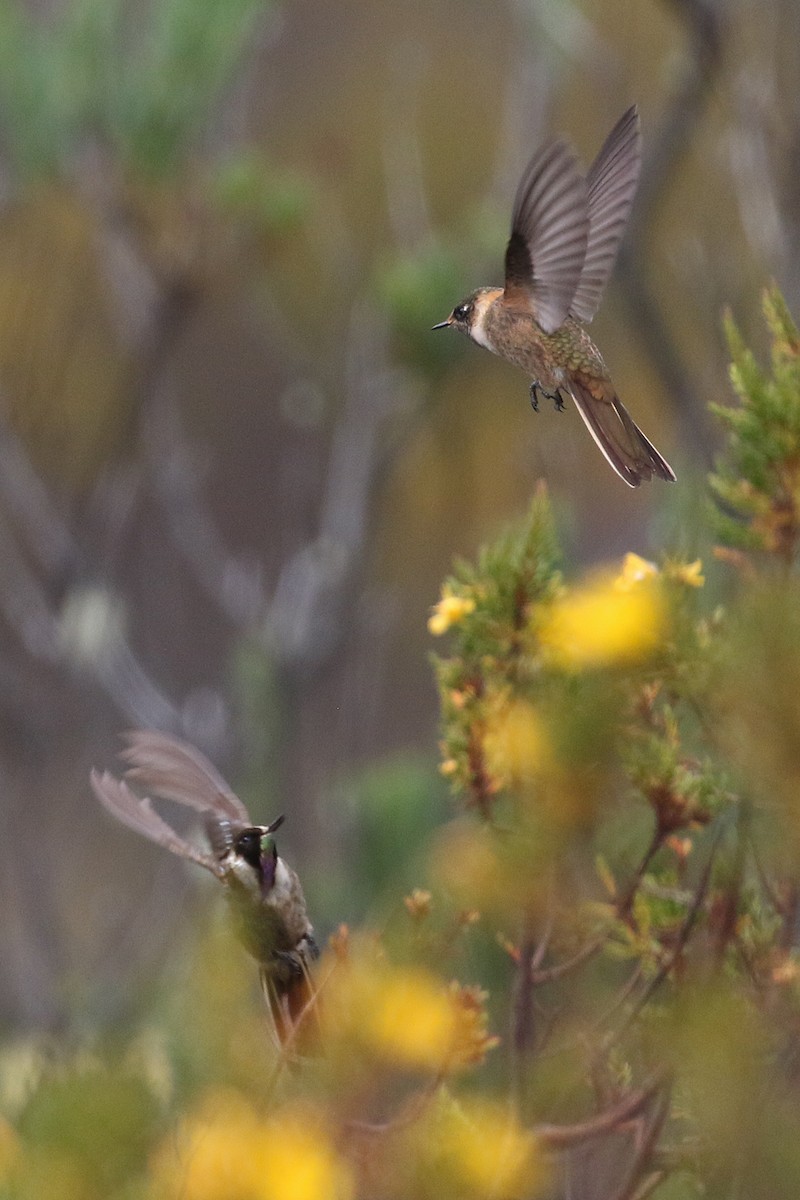 okerhjelmkolibri - ML640675539