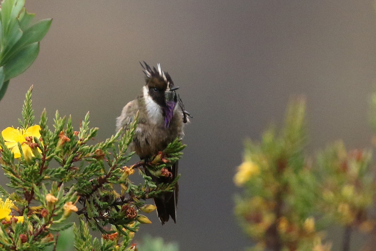 okerhjelmkolibri - ML640675540