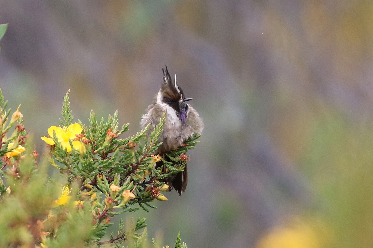okerhjelmkolibri - ML640675541