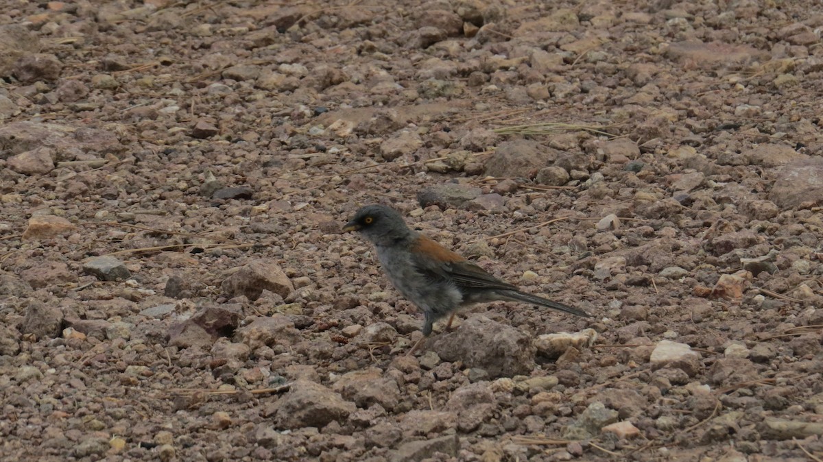 Yellow-eyed Junco - ML640675558