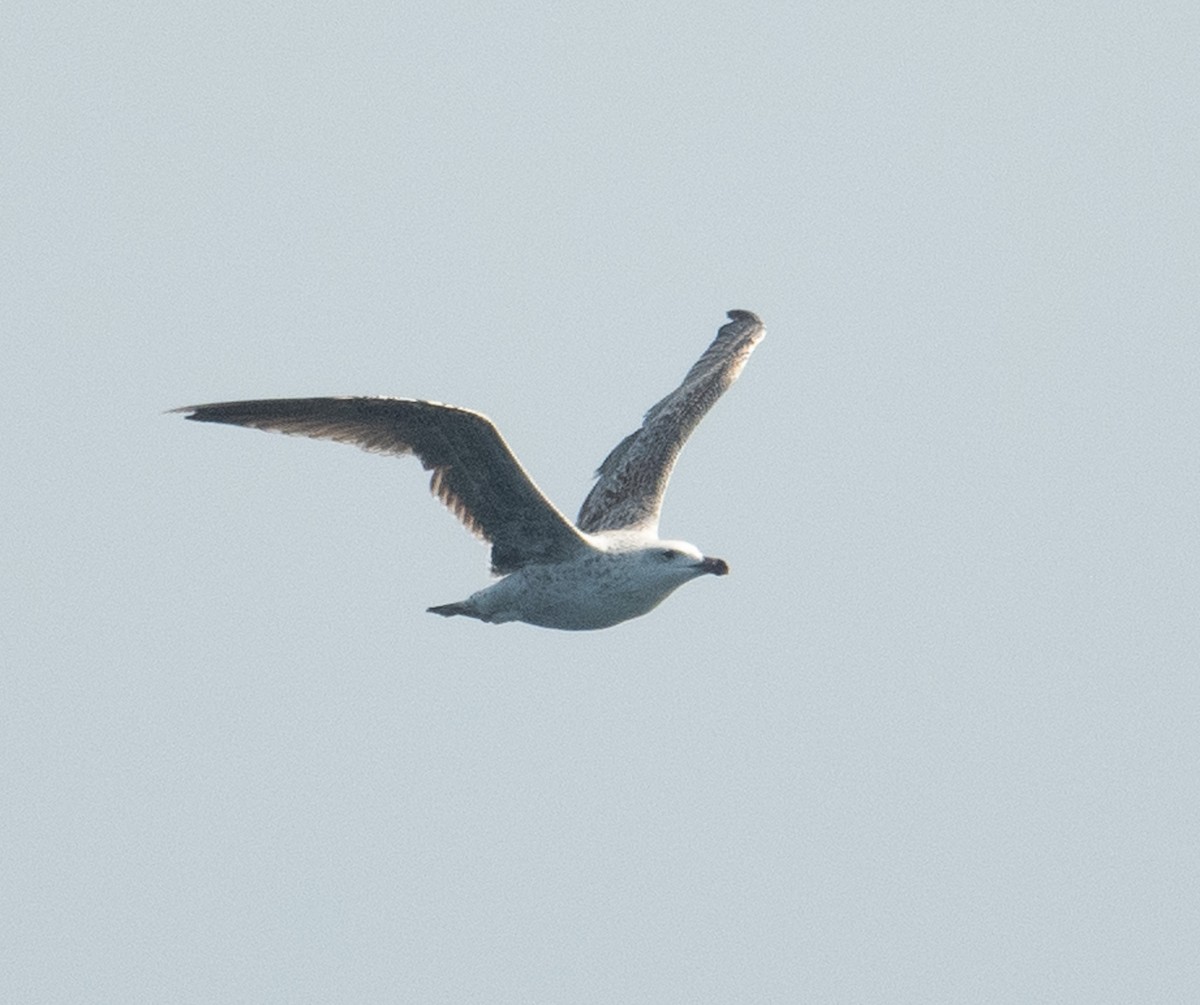 Great Black-backed Gull - ML640675559
