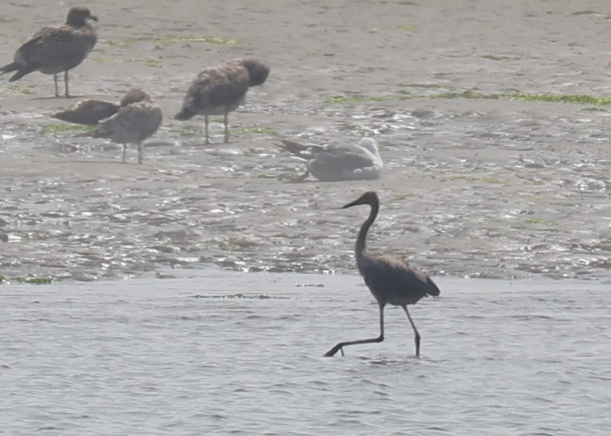 Reddish Egret - ML640675563
