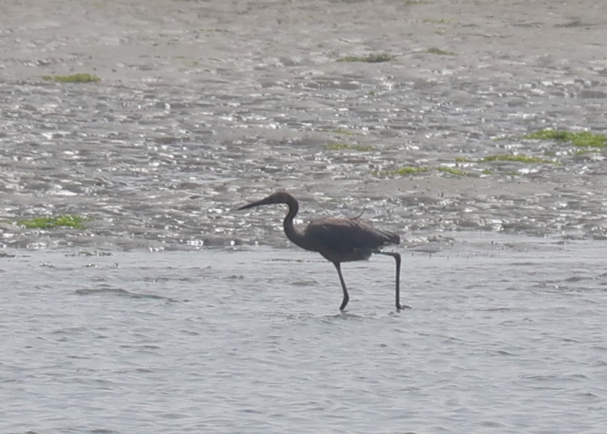 Reddish Egret - ML640675564