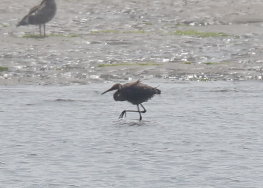 Reddish Egret - ML640675565