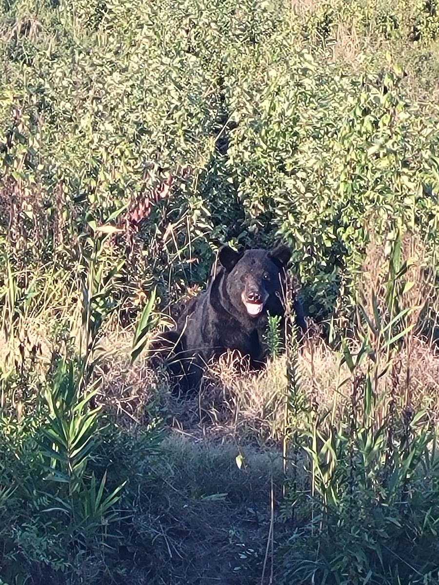 Animals - ML640675587