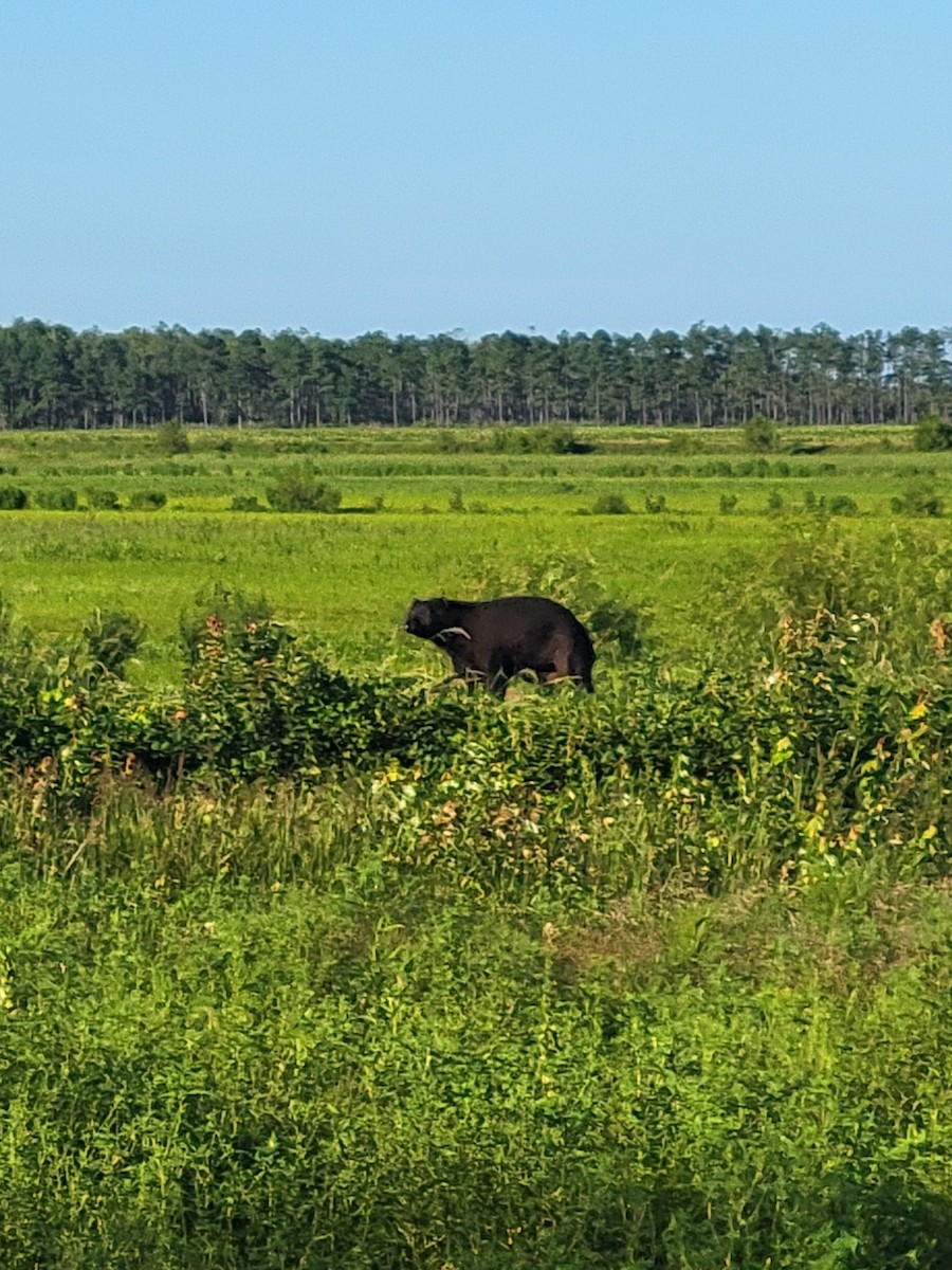 Animals - ML640675588