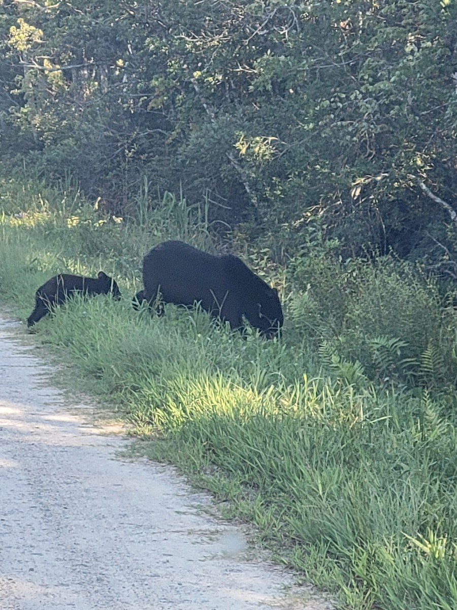 Animals - ML640675589