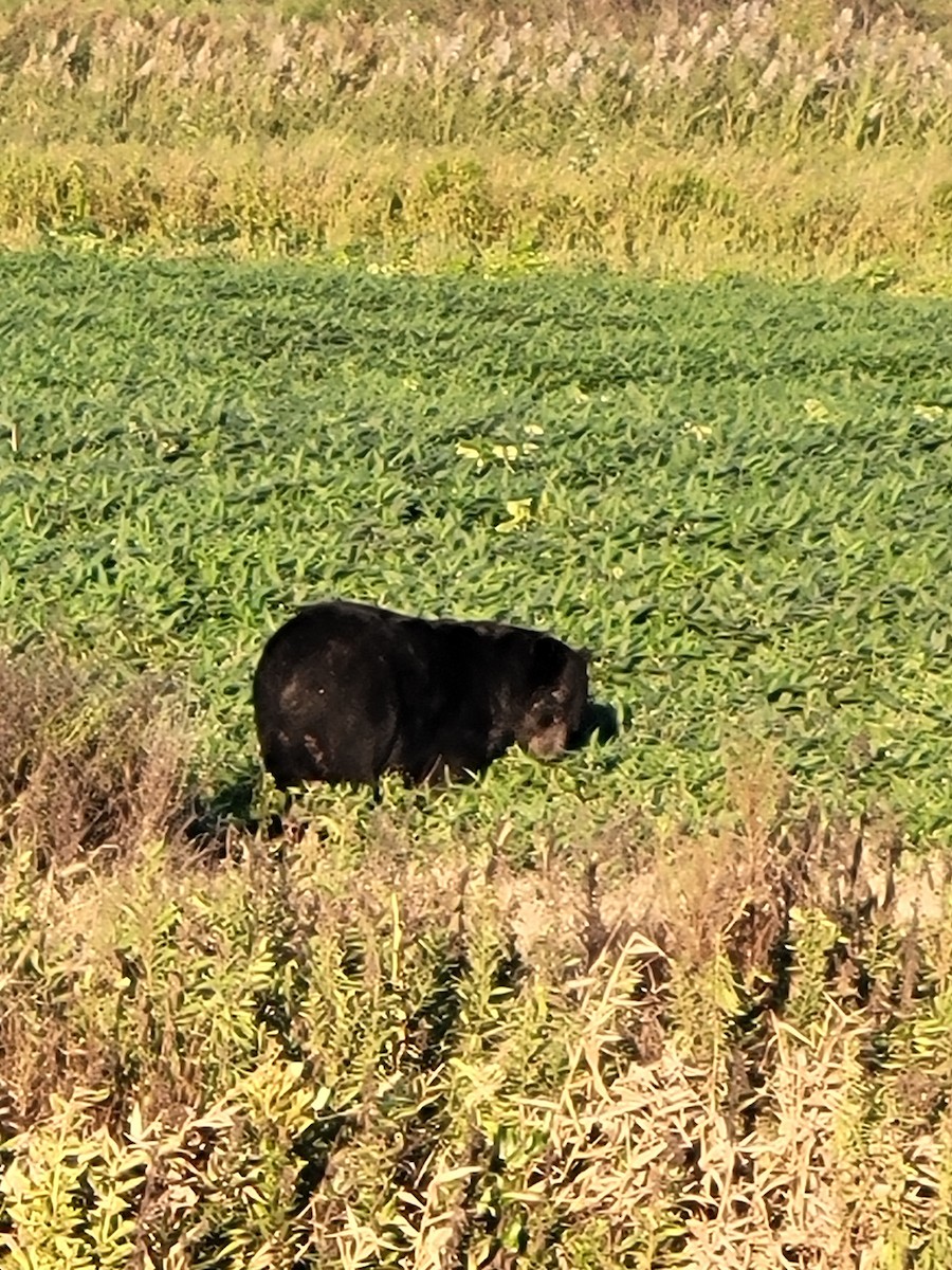 Animals - ML640675590