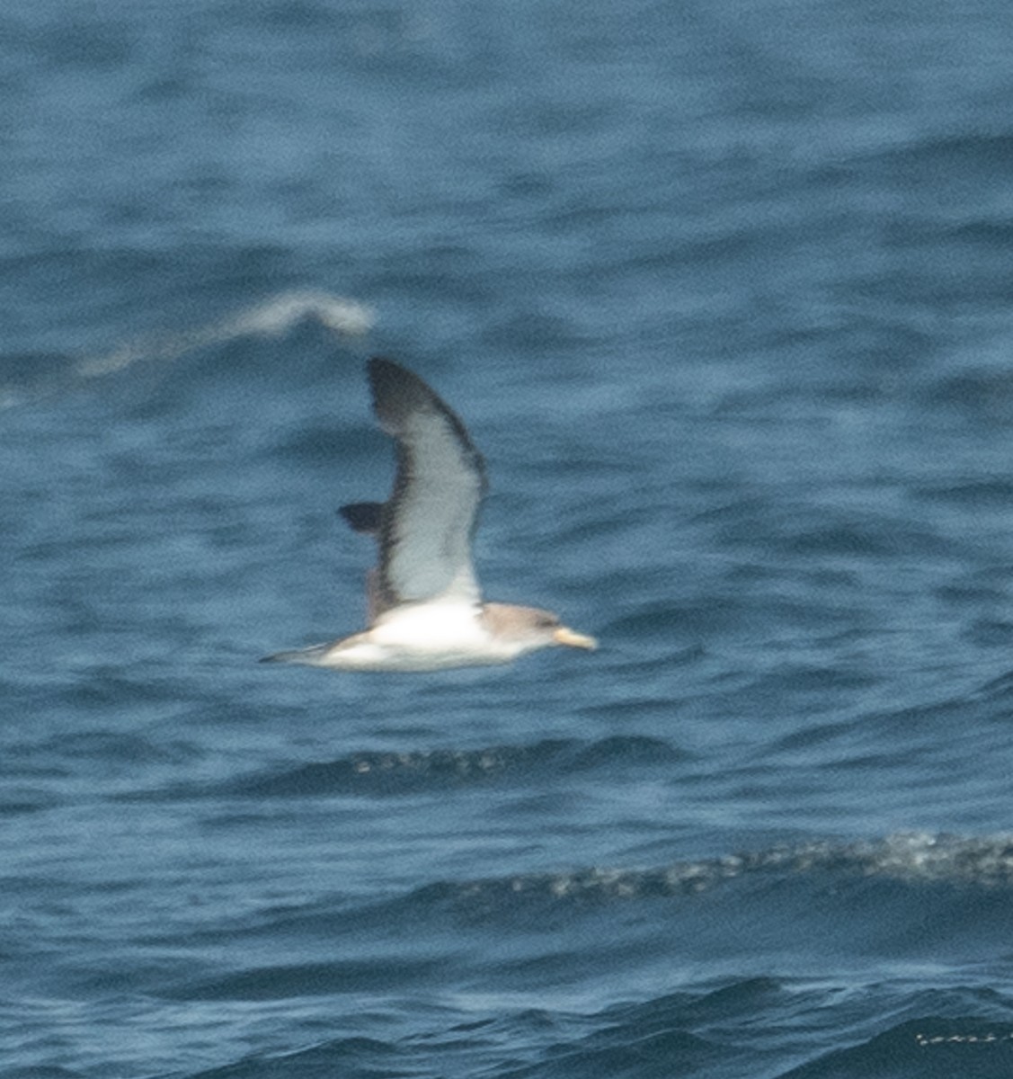 Cory's Shearwater - ML640675601