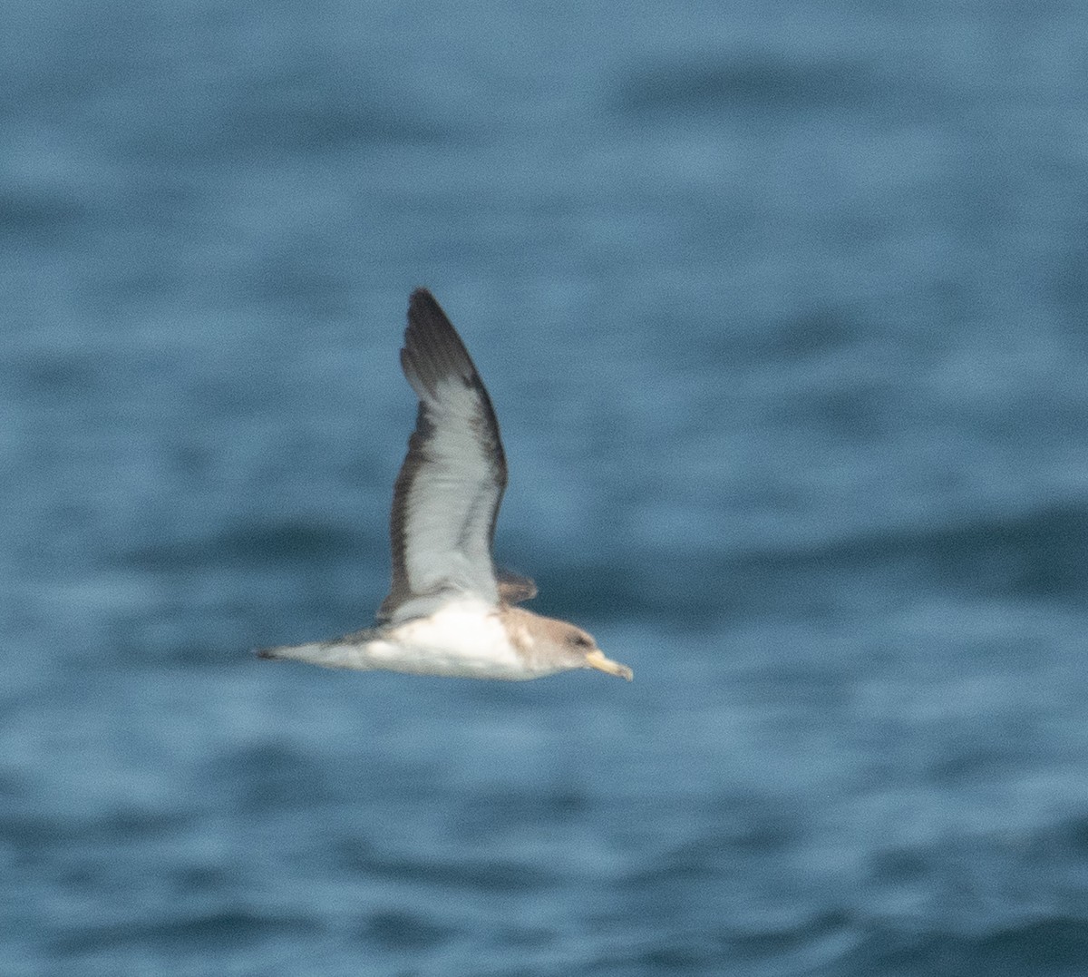 Cory's Shearwater - ML640675602