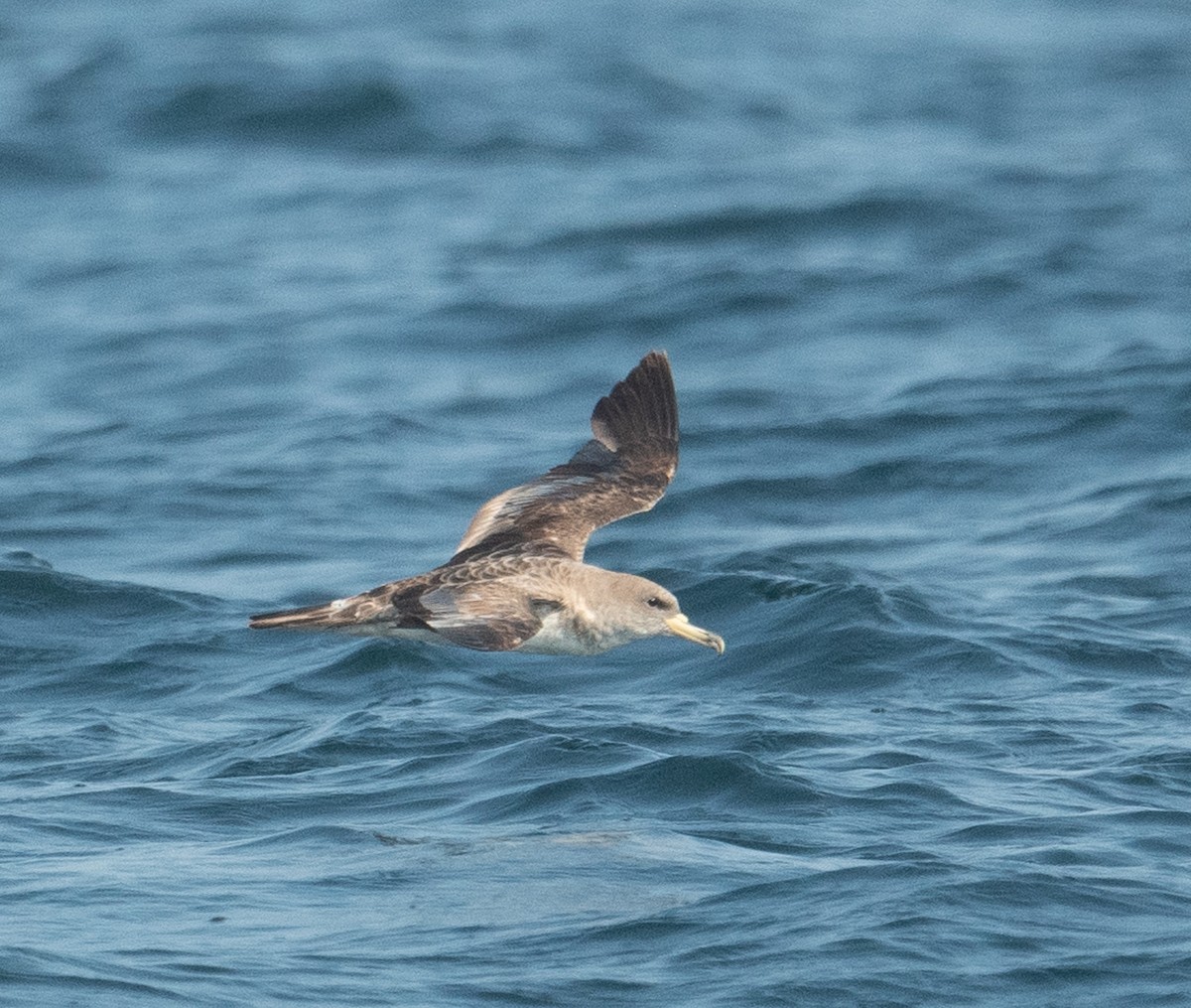Cory's Shearwater - ML640675603