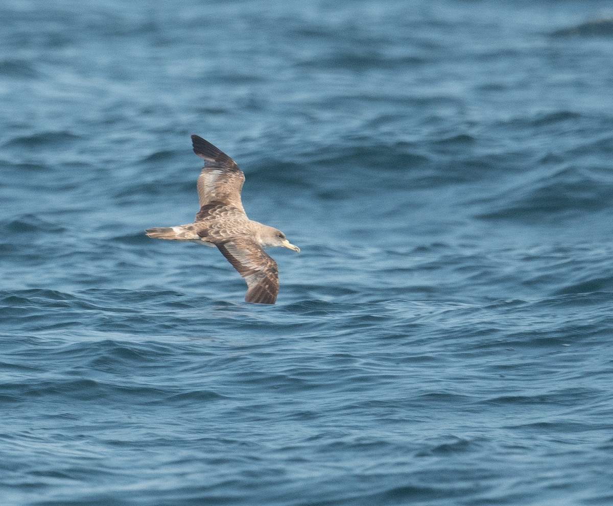 Cory's Shearwater - ML640675604