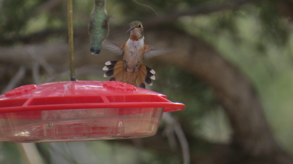 Rufous Hummingbird - ML640675661