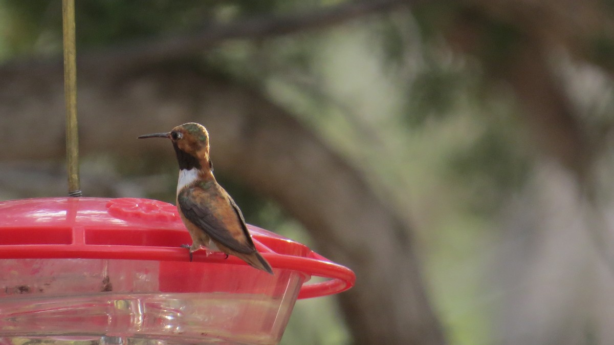 Rufous Hummingbird - ML640675736