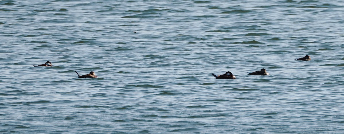 Ruddy Duck - ML640675744