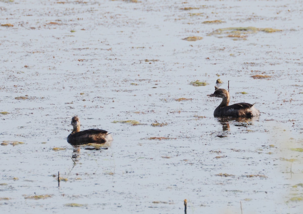 Pied-billed Grebe - ML640675760