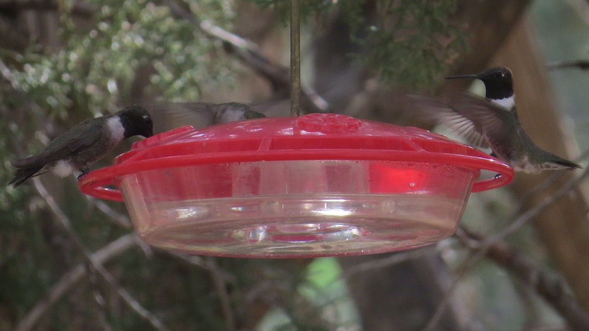 Black-chinned Hummingbird - ML640675769
