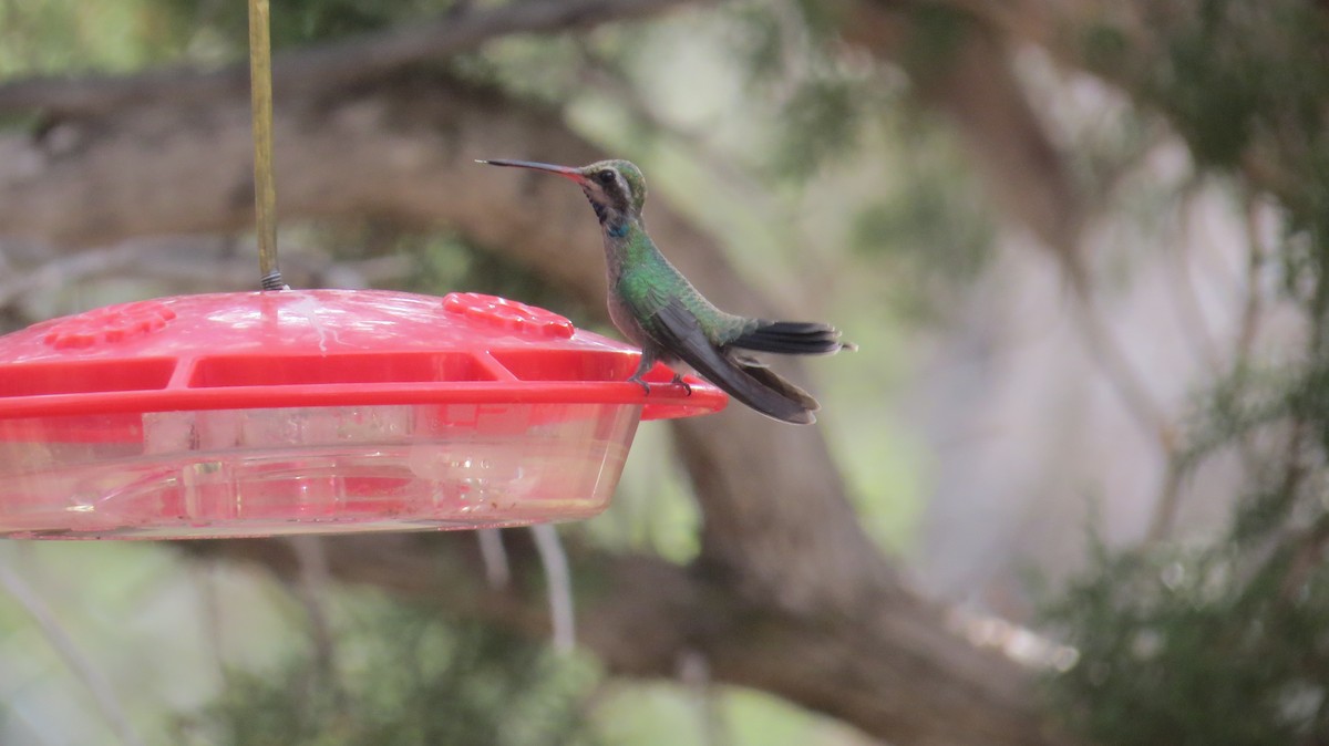 Broad-billed Hummingbird - ML640675800