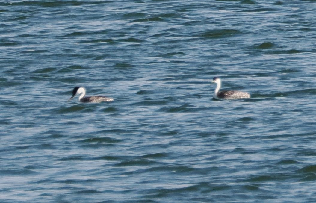 Western Grebe - ML640675808