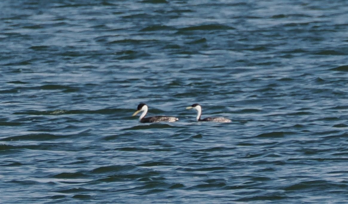 Western Grebe - ML640675809