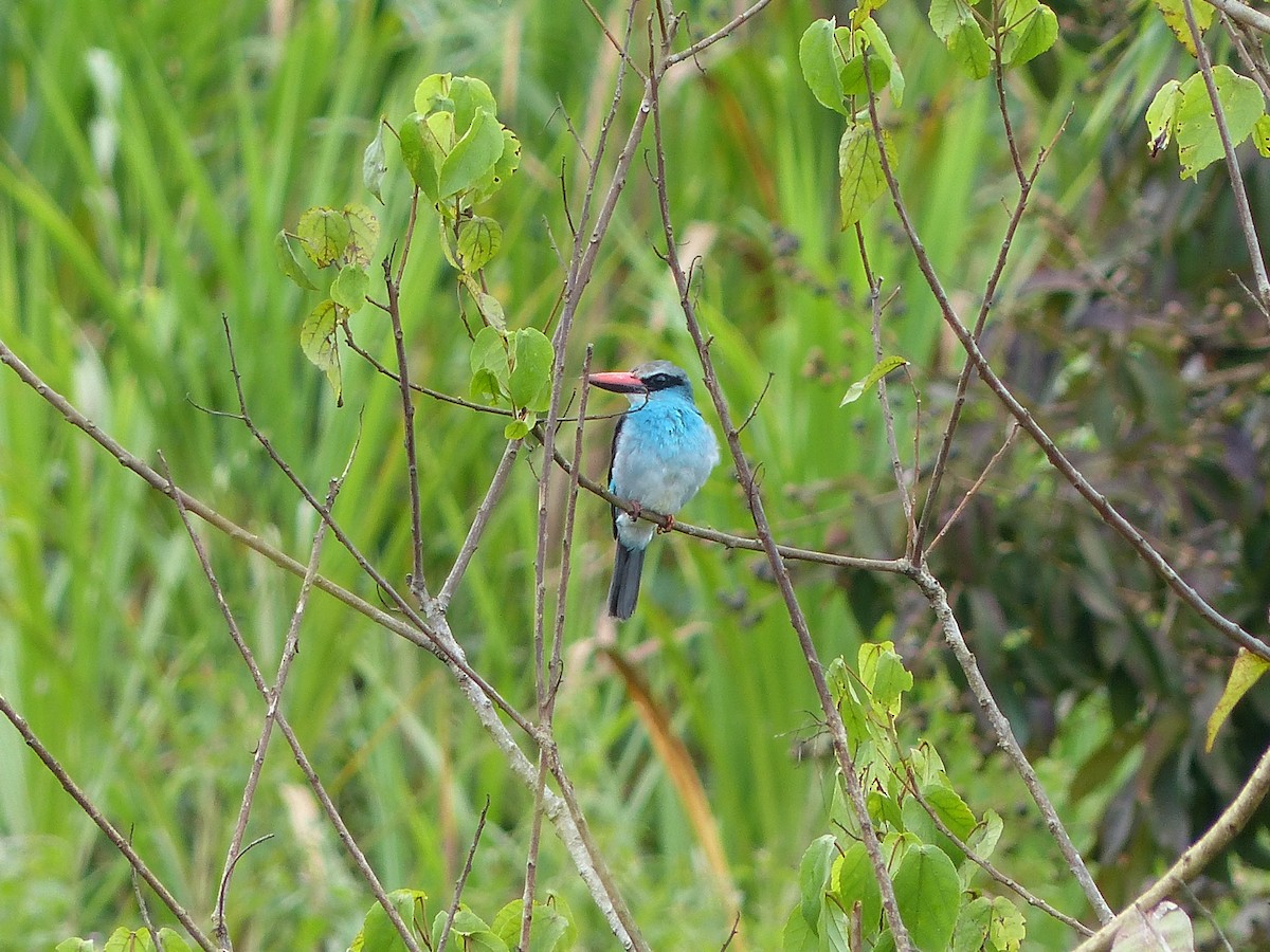 Blue-breasted Kingfisher - ML64067581