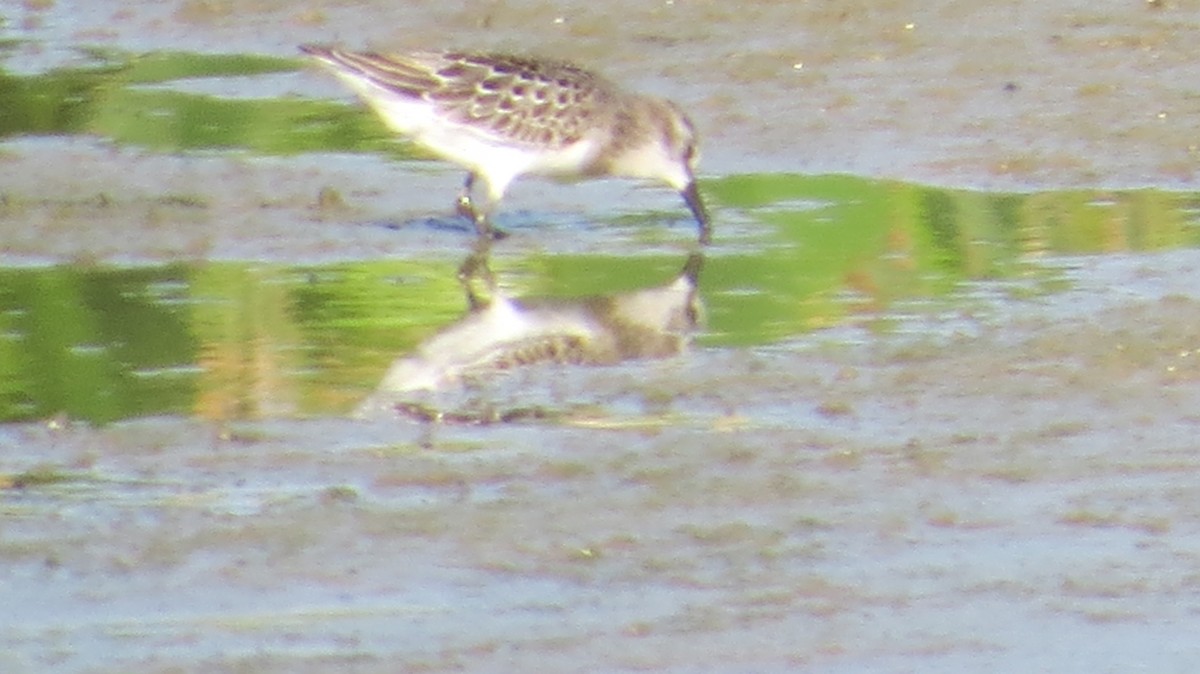 Least Sandpiper - ML640675833