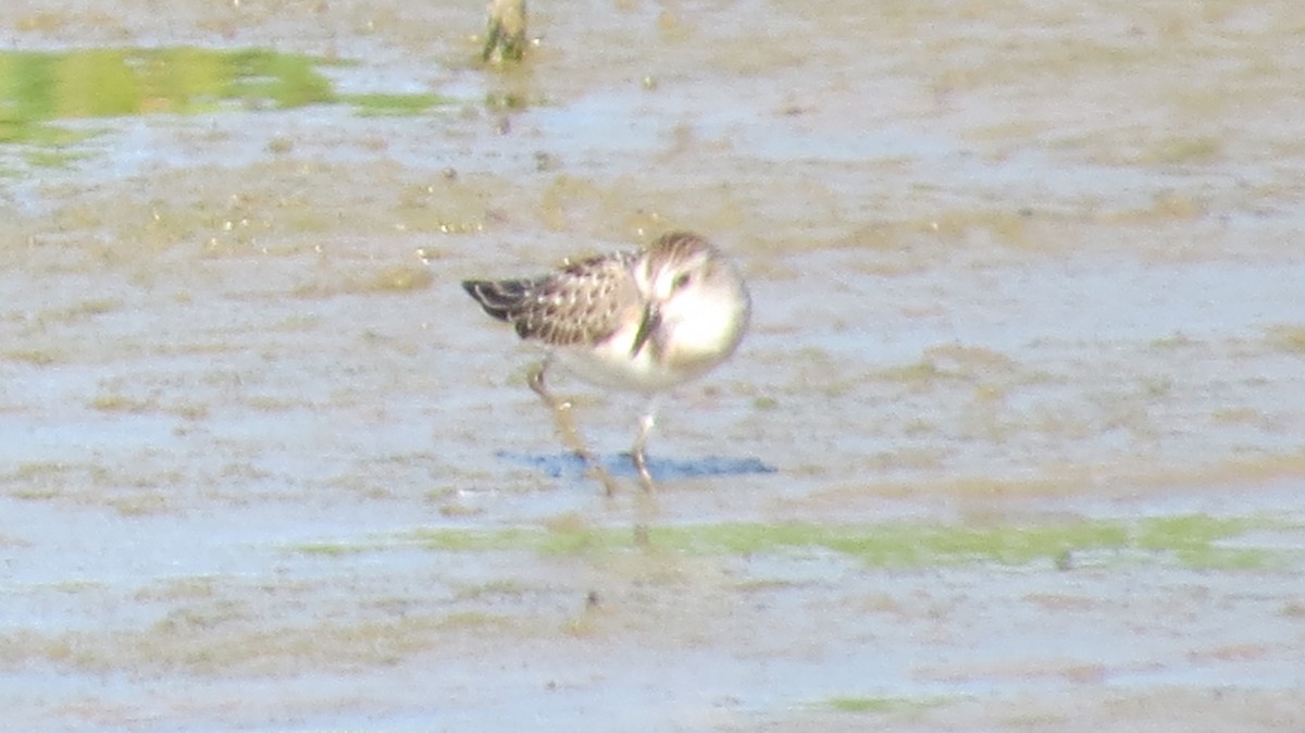 Semipalmated Sandpiper - ML640675835