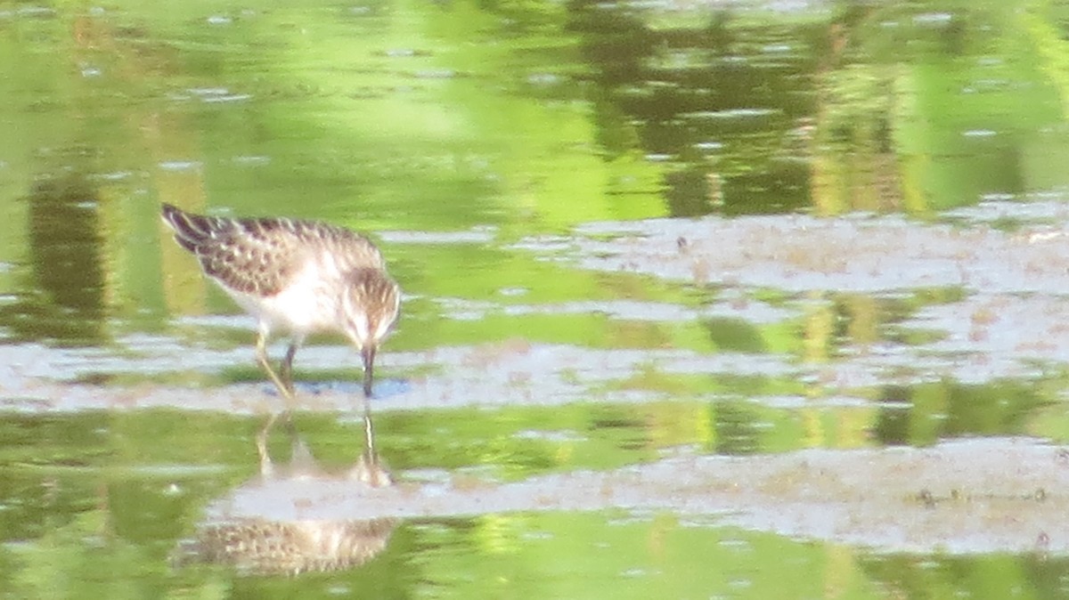 Semipalmated Sandpiper - ML640675836