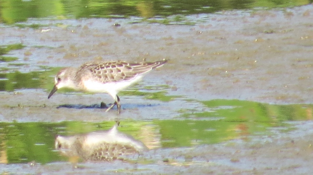 Semipalmated Sandpiper - ML640675837